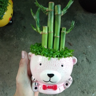 Trúc phát tài phối cỏ mai mắn