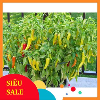 1g Hạt giống Ớt Sừng Vàng (tặng gói kích nẩy mầm và hướng dẫn) VIETPHAT