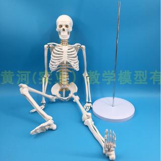 Mô Hình Bộ Xương Người 85cm