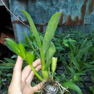 Combo 12 loại denro nắng