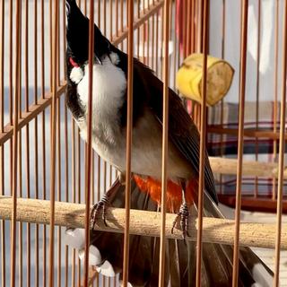 TỔNG ĐẠI LÍ VẬT PHẨM CHIM CẢNH