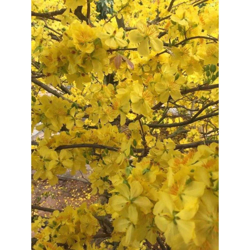 Cây giống mai vàng