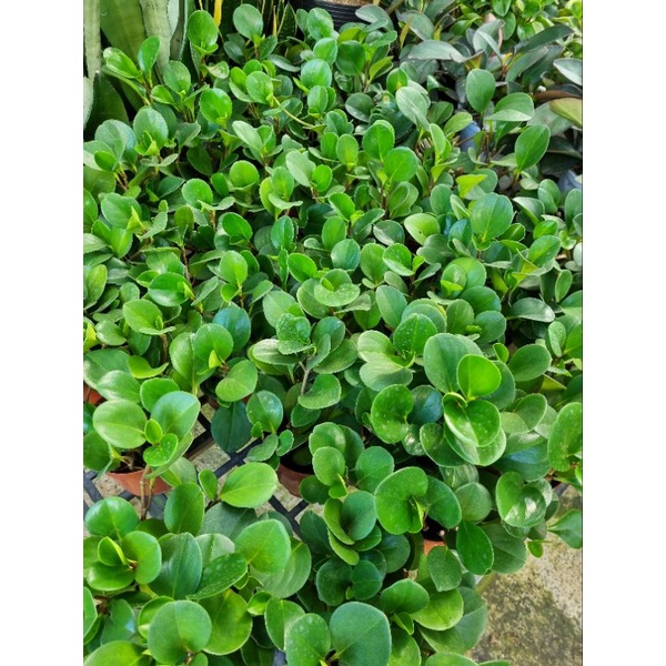 Chậu cây trường sinh -  cây để bàn.