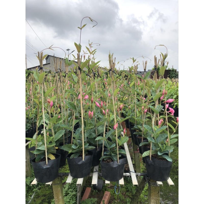 Cây hoa Hồng anh cánh kép leo