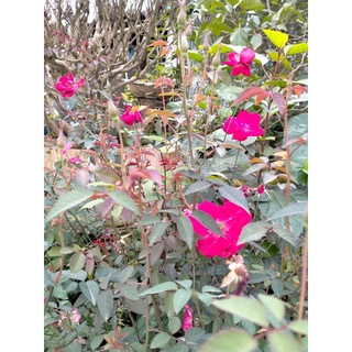 hồng quế( mầu đỏ)
