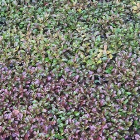 Rau chậu Xà lách xoong Nhật TACY'S GARDEN 100% rau sạch nhà vườn trồng