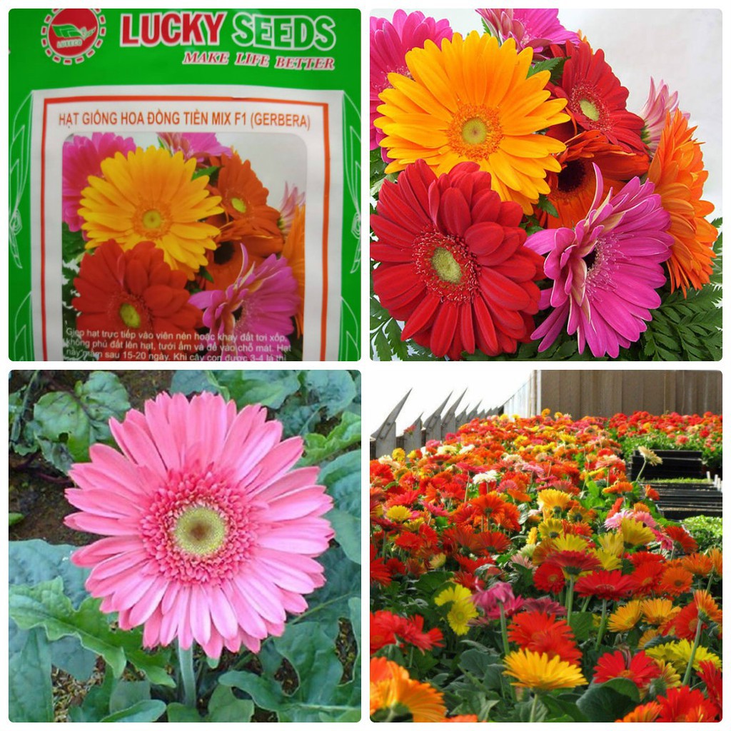 Bán Hạt Giống Hoa Đồng Tiền Kép Mix LUCKY SEEDS  (10 hạt) hàng chuẩn