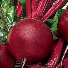 Hạt Giống Củ Dền Đỏ, Cuống Lá Đỏ Như Ngọn Lửa ( 8008)