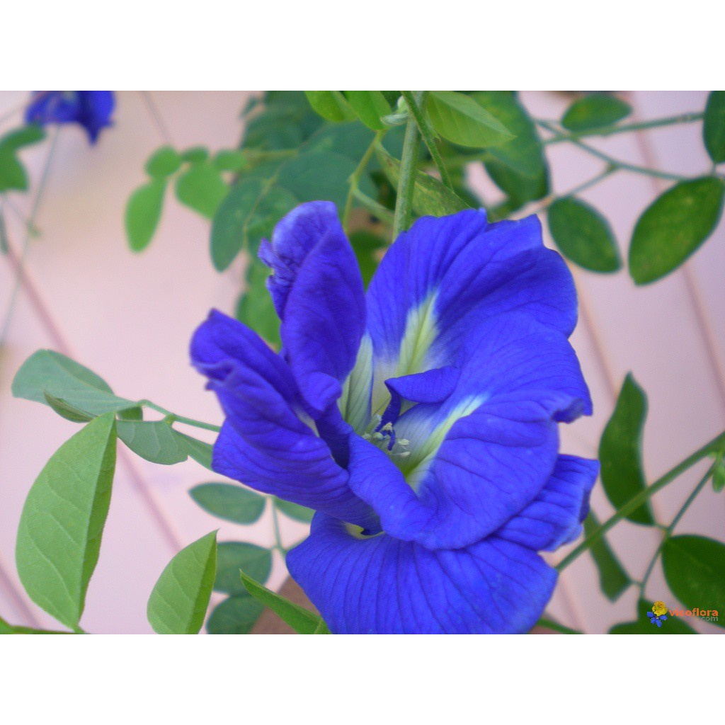 ( SIÊU RẺ ) Hạt giống hoa đậu biếc 20 hạt