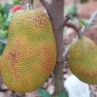 Giống mít ruột đỏ indo