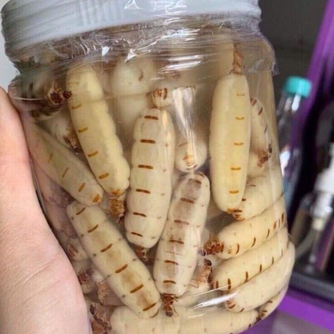 Mối Chúa Size To 1 Con Hàng Loại 1