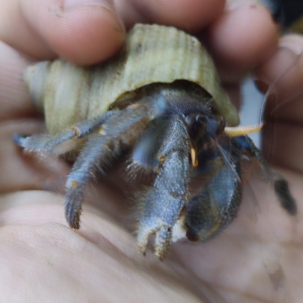 Combo mô hình albino màu ngẫu nhiên kích thước tùy chọn