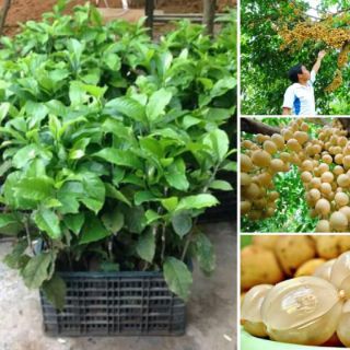 Cây giống bòn bon