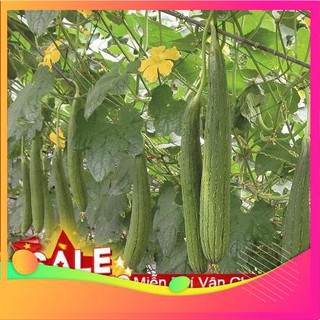 Hạt giống mướp hương thái lan - 10 hạt vietgar