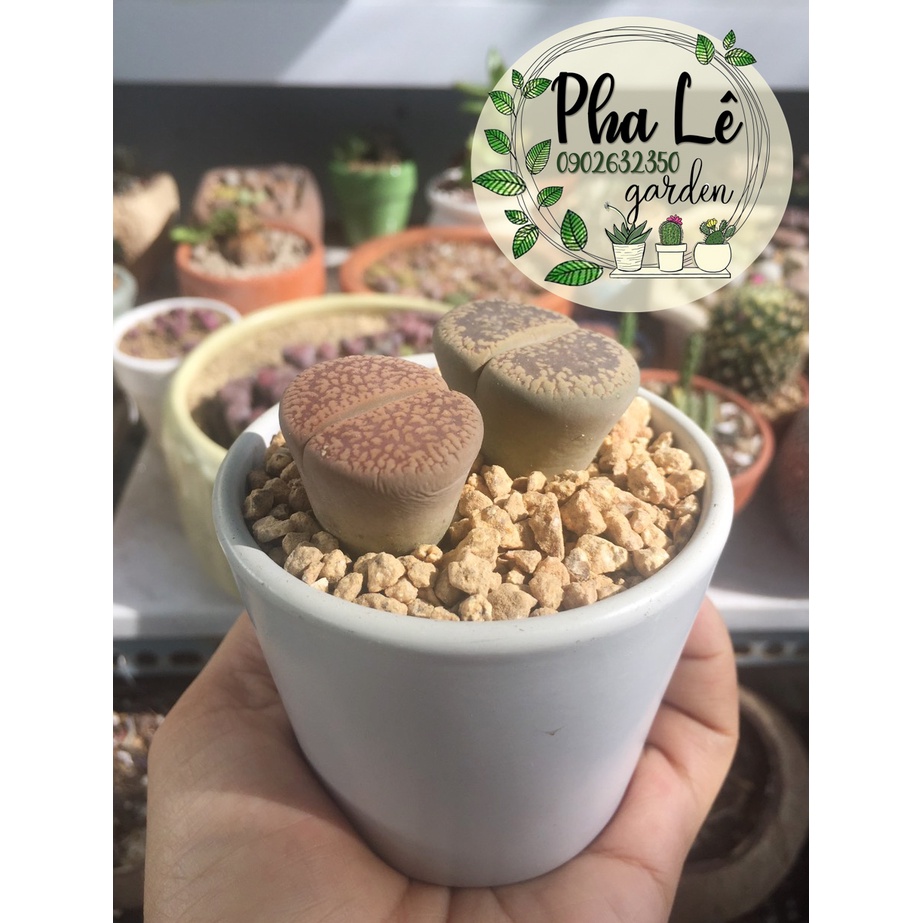 lithops siêu khỏe, siêu to 3-4cm, giá tại vườn/ sen mông