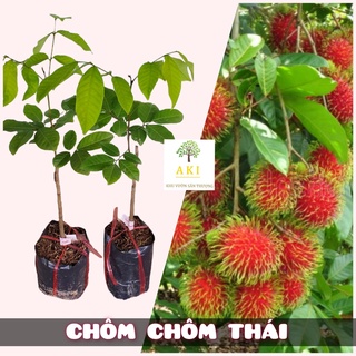 Cây giống chôm chôm thái_cây ghép nhanh cho trái chỉ sau 3 năm trồng - cây chuẩn giống Bến Tre