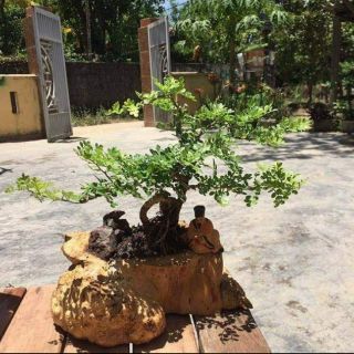 Chậu cây cảnh