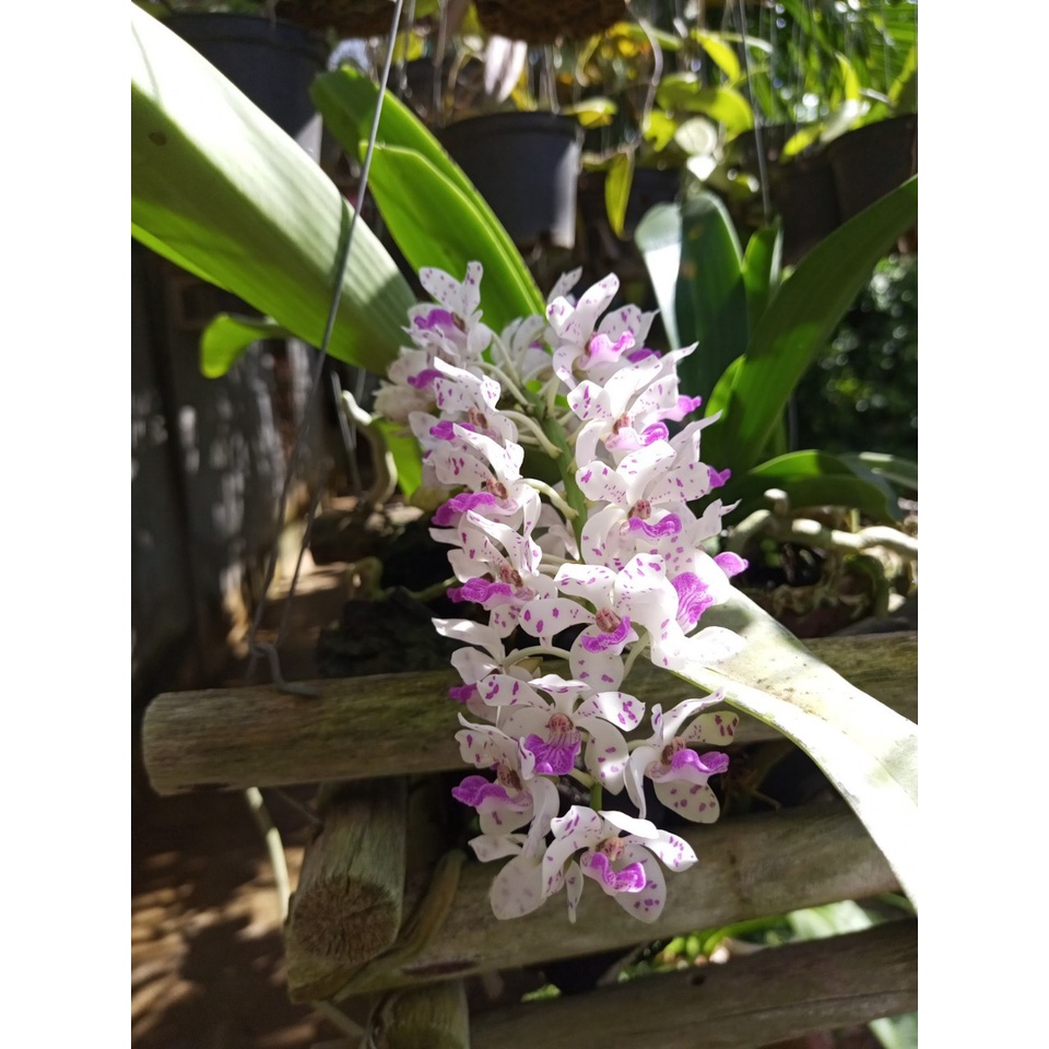 Đai châu, ngọc điểm, nghinh xuân buôn đôn