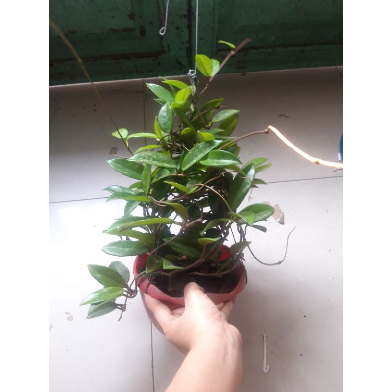 Đất hữu cơ trộn sẵn chuyên trồng cẩm cù, cây cảnh