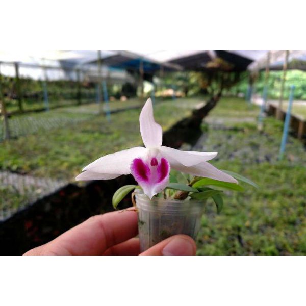 hoa phong lan - 5ct gieo hạt | BigBuy360 - bigbuy360.vn