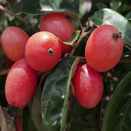 Cây nhót ngọt siêu trái