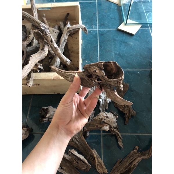 Lũa siêu mini dùng setup bể cá thuỷ sinh, bể bán cạn, terrarium