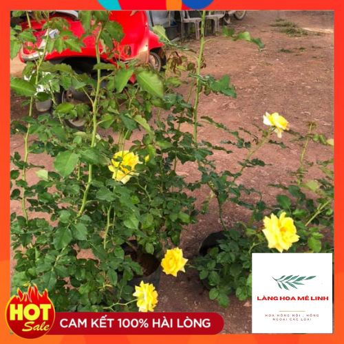 Hoa hồng cổ Sơn La vàng  cực đẹp - Làng Hoa Mê Linh
