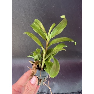 Trầm tím cây giống
