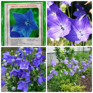 [GIÁ GỐC] Hạt Giống Hoa Cát Cánh (Platycodon Grandiflorum) - 100 hạt