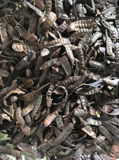 Bồ Kết Khô (Gội Đầu)