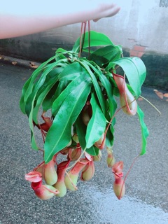 Chậu Cây Nắp Ấm Hàng Đẹp