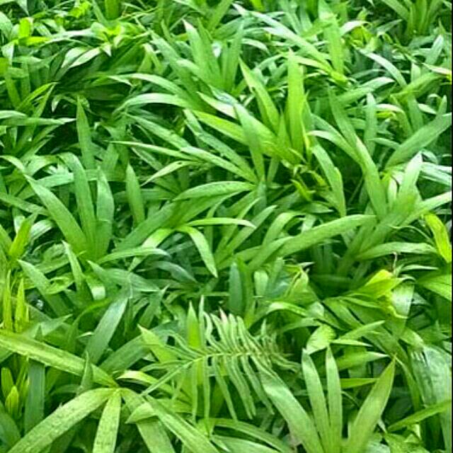 10 cây mây giống