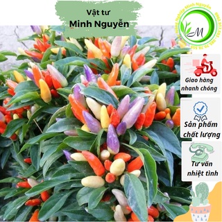 Hạt giống ớt ngũ sắc vừa làm cảnh vừa trang trí siêu đẹp 0.1gr