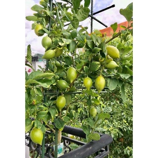 Cây 🌲 Chanh 🍋 Mỹ vàng... đang trái...1m6