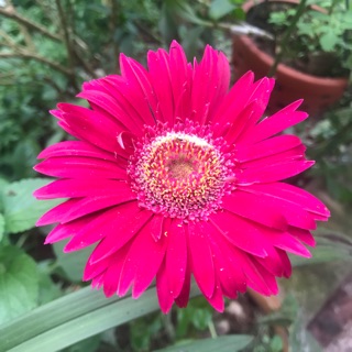 2 ga 1 cá ngựa