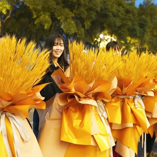Bông lúa mạch tự nhiên hoa khô bó lúa mạch mở giỏ hoa