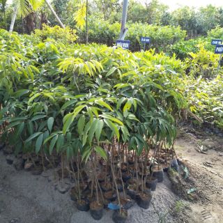Cây xoài tím giống