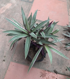 Cây 7 sắc cầu vòng
