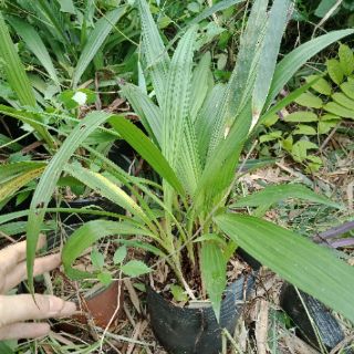 Chu đinh lan hoa màu trắng tím