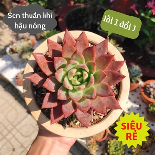 Sen đá Mận Đỏ size trung 10-12cm siêu rẻ đẹp
