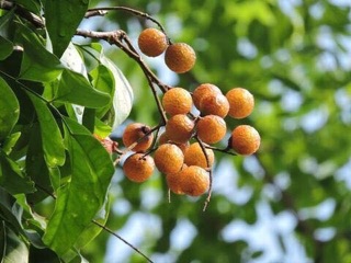 Nước rửa bát bồ hòn can 5L