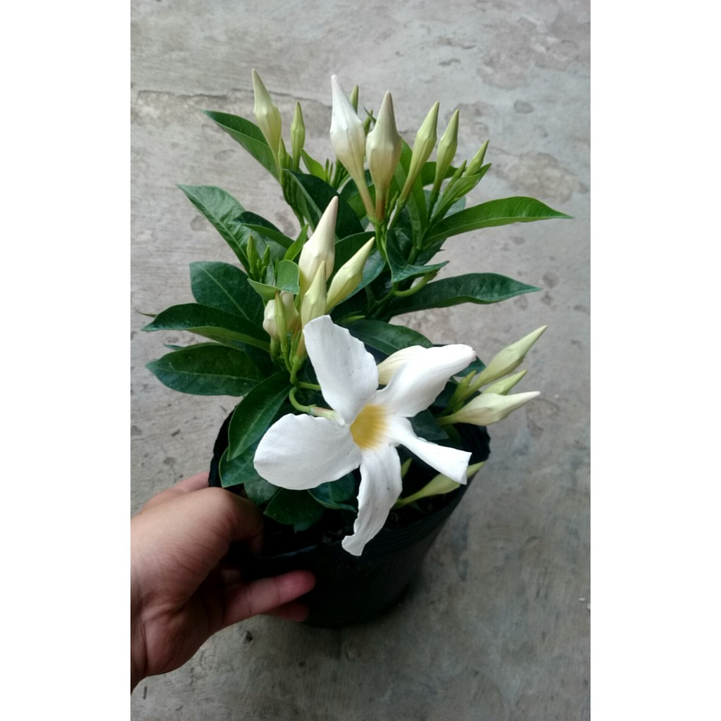 Caykiengsadec - Cây Tuyết Anh  huỳnh anh trắng - cây cảnh sân vườn