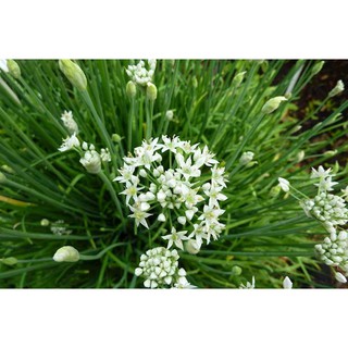 HẠT GIỐNG HẸ TA 1GRAM