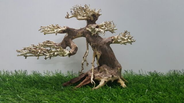 Lũa bonsai cấy rêu hồ cá số 1