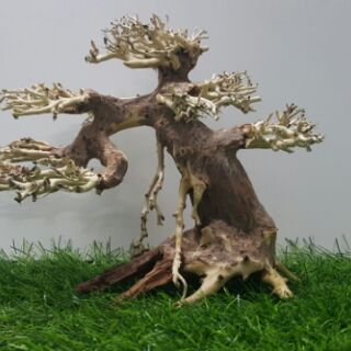 Lũa bon sai cấy rêu (dài25cm cao 15cm)