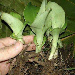 Địa lan bạch phượng