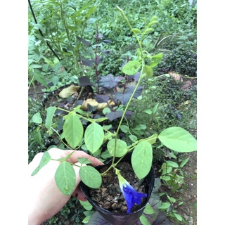 Chậu mềm đậu biếc