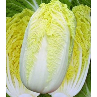 2 Gram Hạt Giống Cải Thảo Năng Suất, Giòn, Ngọt, Giàu Vitamin ( 5015)