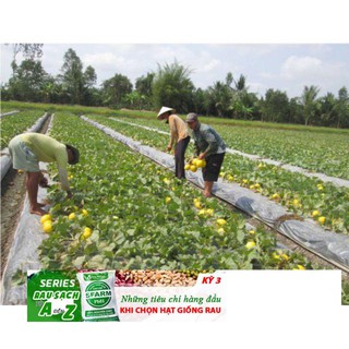 Hạt giống dưa lê kim cô lương siêu ngọt
