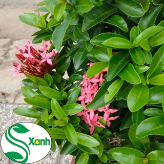 Hoa Trang Thái Hồng Tím - Cây 1 Cốt